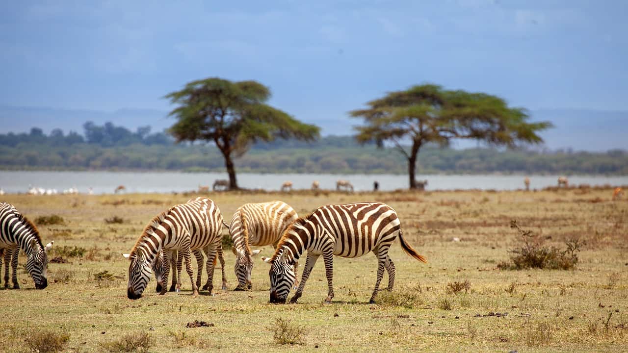 visa to Kenya