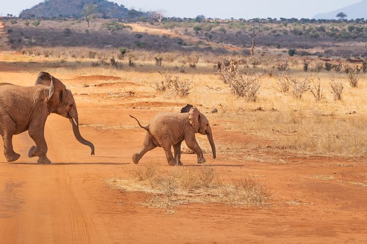 visa Kenya